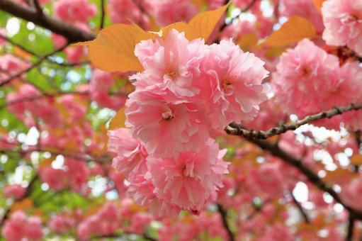 八重桜 八重桜の写真