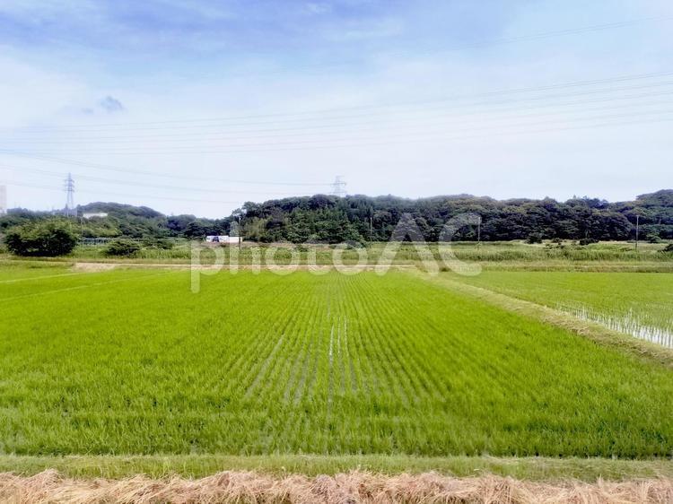 天浜線車窓から見た静岡県湖西市岡崎の水田 水田,田圃,田んぼの写真素材