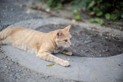 道に寝そべる猫 道に寝そべる猫 猫,動物,ネコの写真素材