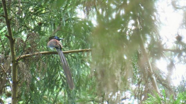 サンコウチョウ サンコウチョウ 野鳥,小鳥,鳥の写真素材