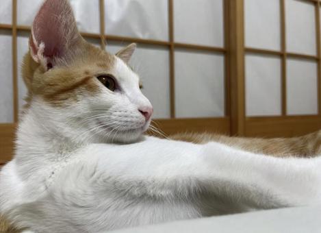 猫 猫の写真