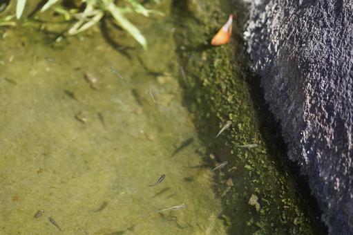 水路を泳ぐカダヤシ2 カダヤシ,外来魚,外来種の写真素材