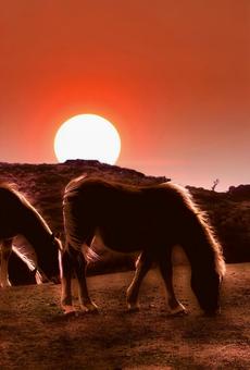 年賀状・イメージ素材/日の出と草原の馬 午年,ウマ,丙午の写真素材