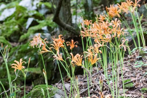 Photo, great fox razor, flower, razor of the great fox, 