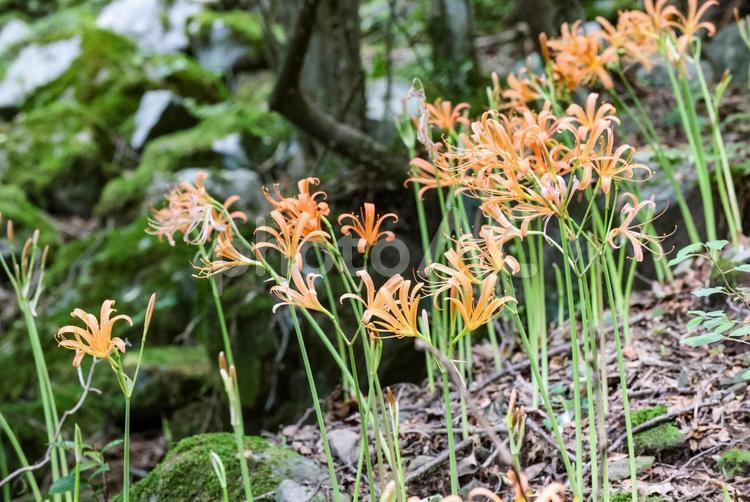オオキツネノカミソリ オオキツネノカミソリ,花,大狐のカミソリの写真素材