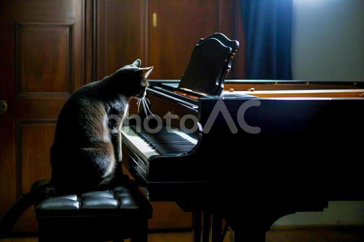 ピアノと黒猫 猫,黒猫,ピアノの写真素材