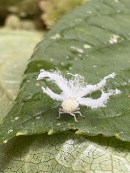 ハゴロモ類の幼虫 05 チュウゴクアミガサハゴロモ,昆虫,虫の写真素材