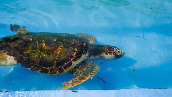 甲羅が大きい海亀 甲羅が大きい海亀 海亀,かめ,生き物の写真素材