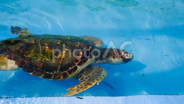 甲羅が大きい海亀 海亀,かめ,生き物の写真素材