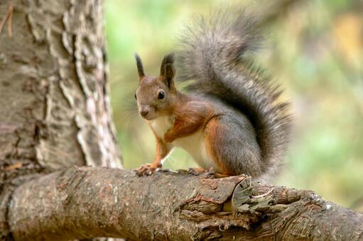 木の枝に佇むエゾリス エゾリス,リス,動物の写真素材
