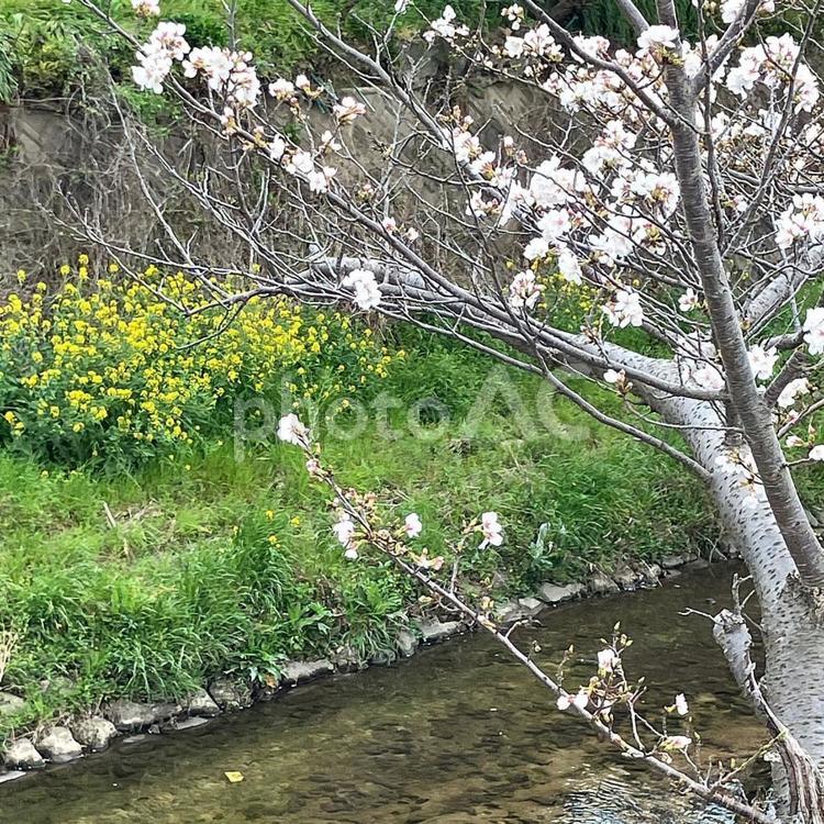 桜と菜の花　2025 桜,菜の花,川の写真素材
