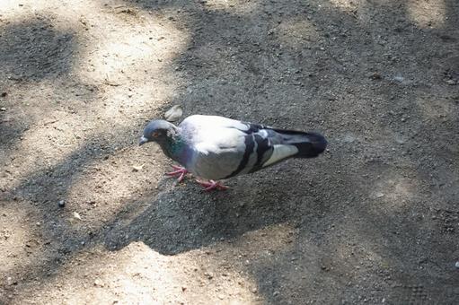 はと はと,鳩,鳥の写真素材