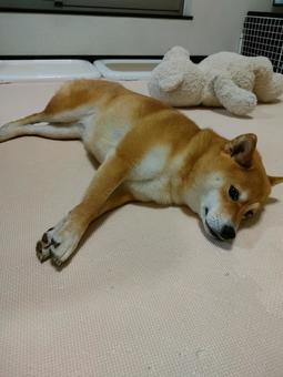 部屋の真ん中でリラックスする柴犬! 部屋の真ん中でリラックスする柴犬! 犬,柴犬,シバの写真素材