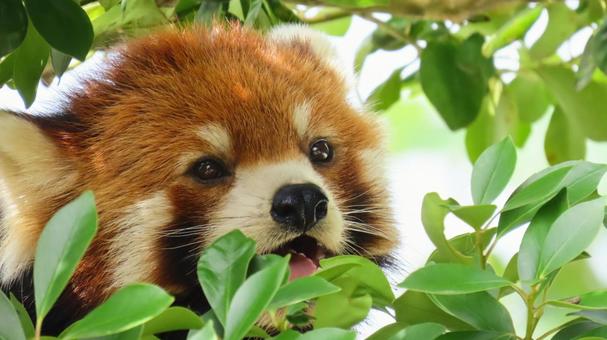 レッサーパンダ レッサーパンダ レッサーパンダ,動物園,パンダの写真素材