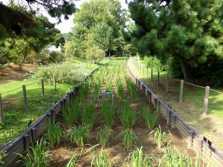 見ごろを終えた植物園の水路 水路,水,水辺の写真素材