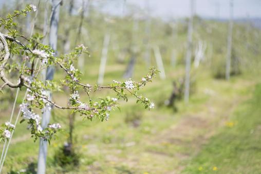 咲き始めた果樹園のリンゴの花 咲き始めた果樹園のリンゴの花 りんご,春,花の写真素材