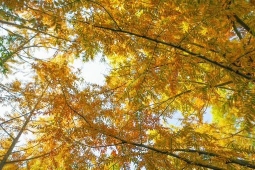 植物 メタセコイア 植物,メタセコイア,生きた化石の写真素材