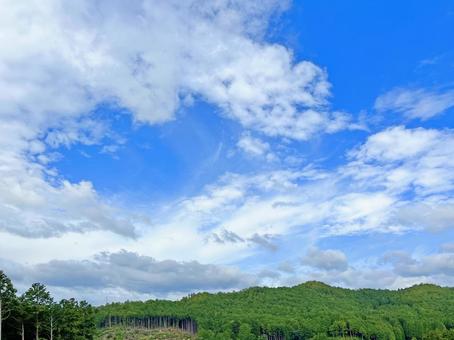 杉林と空の写真