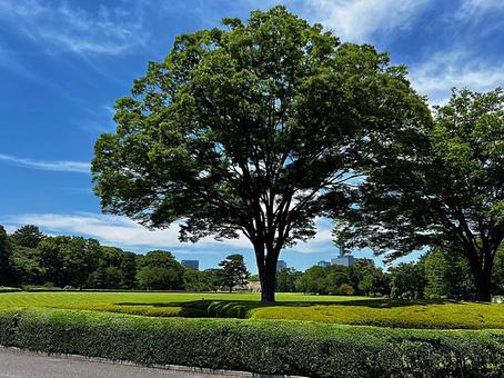 自然 木々 公園 自然 木々 公園 自然,木々,公園の写真素材