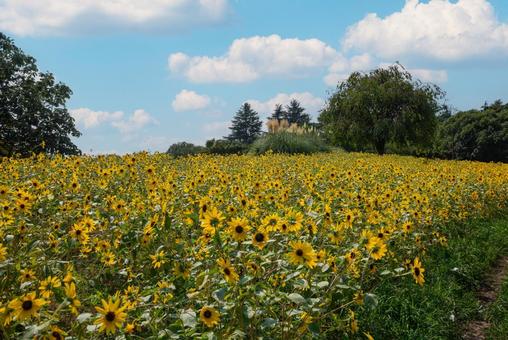 Midsummer sunflower field 4, JPG Midsummer sunflower field 4, JPG
