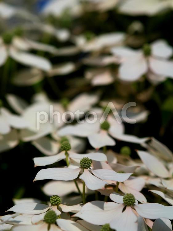 朝日を浴びる白いヤマボウシの花 ヤマボウシ,花,自然の写真素材