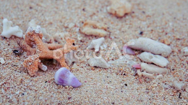 砂浜の貝殻　沖縄 貝殻,砂浜,浜辺の写真素材
