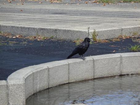ハシブトガラス ハシブトガラスの写真