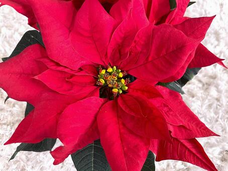 ポインセチア（上からアップ）５ ポインセチア,クリスマスフラワー,ショウジョウボクの写真素材