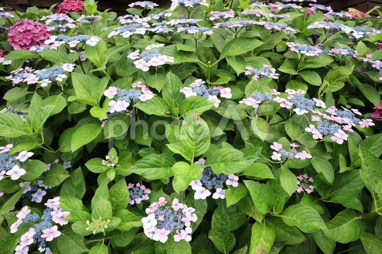 小さなあじさいの花 自然,風景,花の写真素材