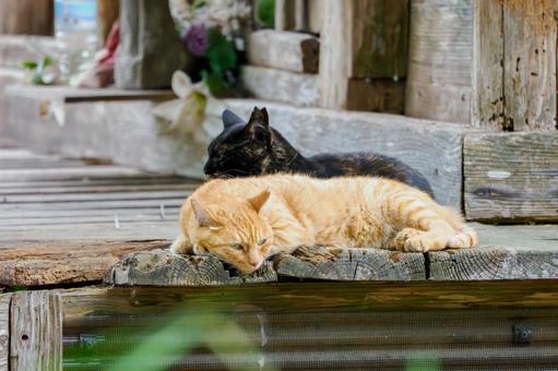 猫(211) 猫(211)の写真