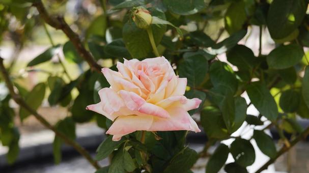【花の写真】ばらの花 rose,植物,園芸の写真素材