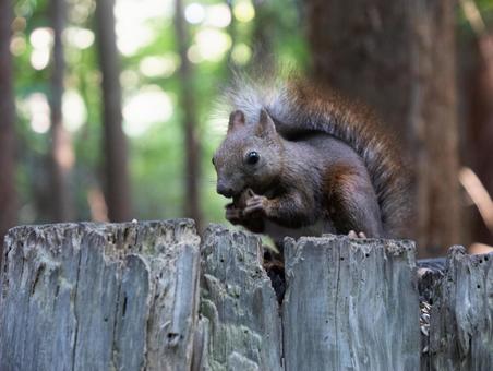 Photo, ezolith, a squirrel, animal, 