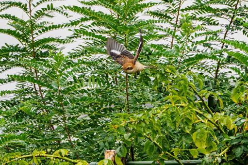 モズの若鳥⒁ モズの若鳥⒁の写真