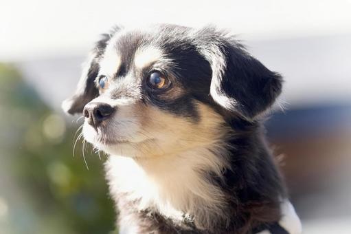 ワンコのポートレート 犬,ミックス犬,ワンコの写真素材