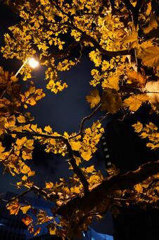 深夜の青山通り、赤坂御所周辺の歩道の銀杏 紅葉,銀杏,イチョウの写真素材