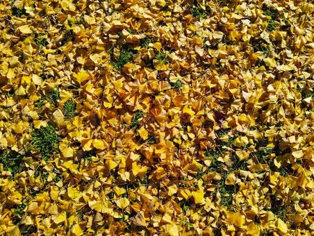 落ち葉と銀杏と イチョウ,ぎんなん,落ち葉の写真素材