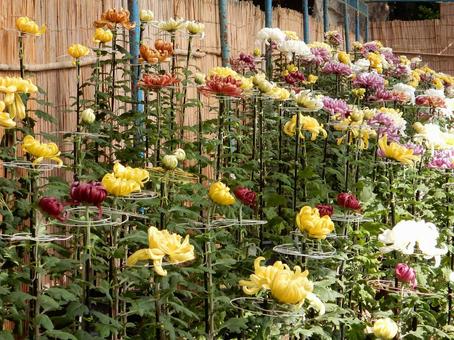 【風景写真】福山菊花展覧会の風景 キク,菊,菊花展の写真素材