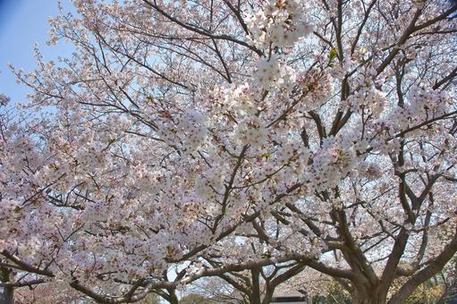 桜 桜の写真