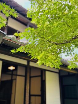 Maple trees at Akizuki Samurai Residence, JPG