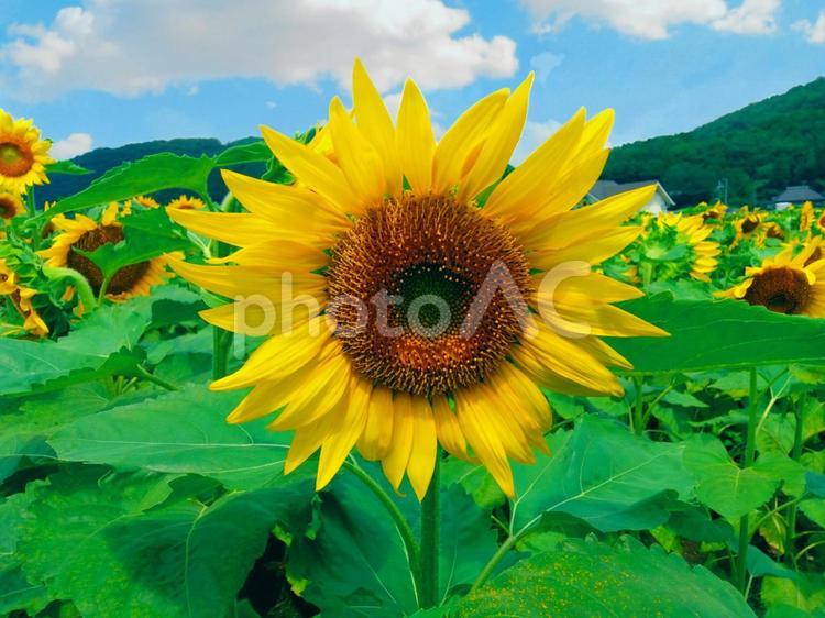 夏・ひまわり〔大輪〕 夏,初夏,ひまわりの写真素材