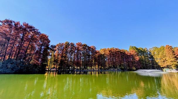 別所沼公園の紅葉 別所沼公園,秋,紅葉の写真素材