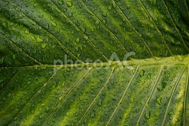 クワズイモの葉と水滴 クワズイモ,葉,植物の写真素材