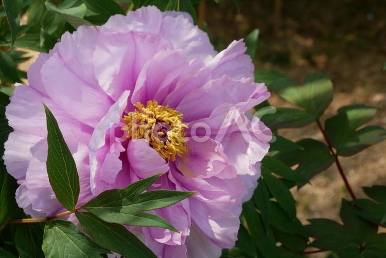【花】ピンクの牡丹（ボタン） 牡丹,ボタン,春の写真素材