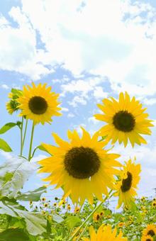 ひまわり ひまわり 夏,四季,壁紙の写真素材