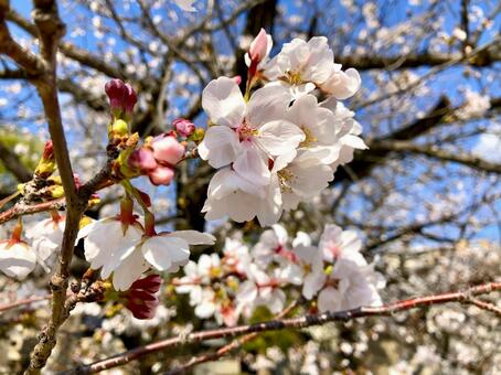 桜の季節 桜,花,ソメイヨシノの写真素材