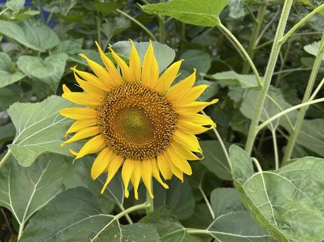 ヒマワリ ヒマワリ 向日葵,花,夏の写真素材