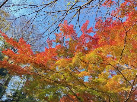 もみじのグラデーション 紅葉,秋,もみじの写真素材