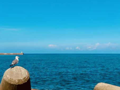 カモメと水平線 カモメと水平線 新潟県柏崎市,柏崎中央海岸,日本海の写真素材