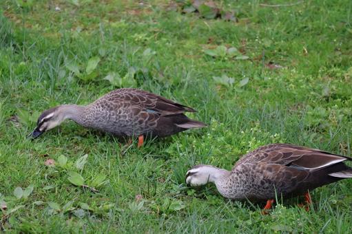2匹のカルガモ 2匹のカルガモ 鳥,草,カルガモの写真素材