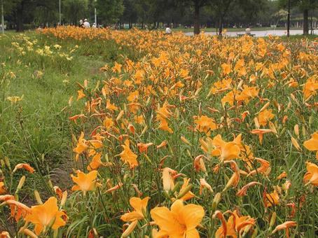 Photo, hemelocalis, early summer - summer, be familiar, 